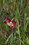 Parrot pitcherplant